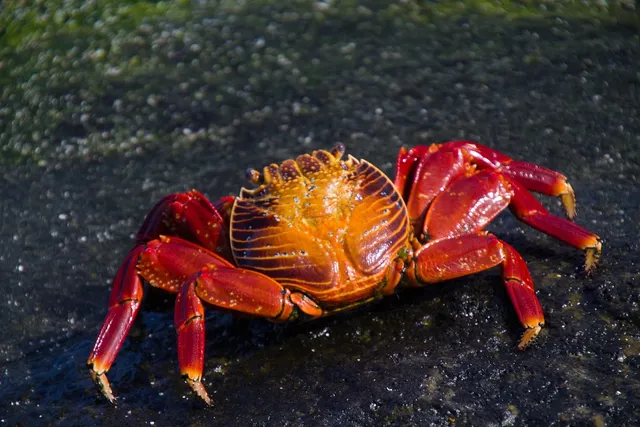  Xanthid Crabs: Discovering the Fierce Guardians of Rocky Shores!