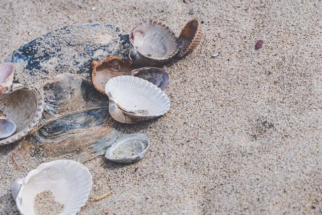   Zebra Periwinkle! This Enchanting Seashell Treasure Hides An Amazing Adaptation For A Harsh Coastal Life