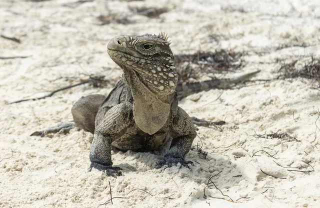  İguana, Sıska Bir Görünümün Ardında Gizli Güç