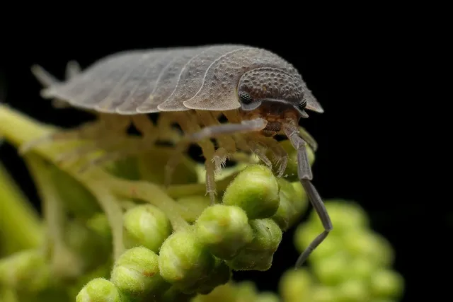 Rosalia Worms: Are You Ready to Meet This Miniature Deep-Sea Dragon?