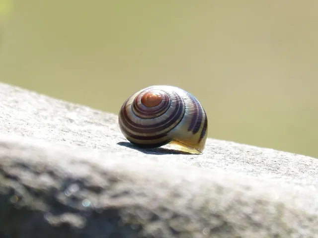 Stenostomum! İncelediğimiz Bu Gizemli Canlıya Yolculuk İçin Hazır Olun: Suyun Derinliklerinde Bir Dansı Tanıyın