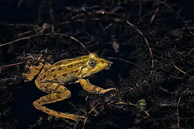 Uncouthly Unassuming:  The Unique Upside-Down Frog, A Master of Aquatic Acrobatics and Camouflage Conundrums!