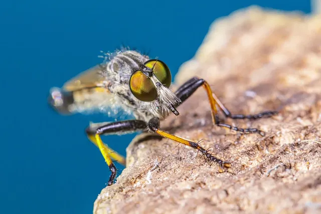  Liver Fluke: Can This Tiny Parasite Survive on Human Kindness?