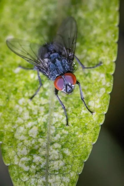  Neodesmus Tenebrosus: Güçlü Çeneler ve Gizemli Yeraltı Dünyası!