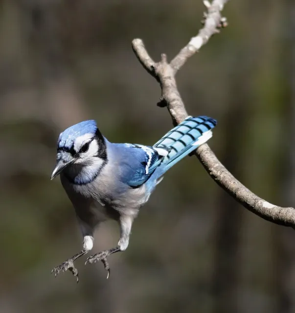  Jay! A Bird That Loves Nuts and Performs Aerial Acrobatics