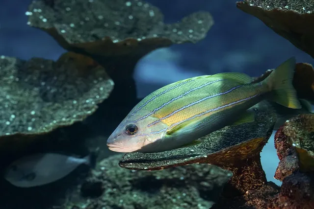  Rhipidonida: Deniz Derinliklerinde Renkli Bir Rüya Veya Kalkan Gibi Güçlü Bir Yapı mı?