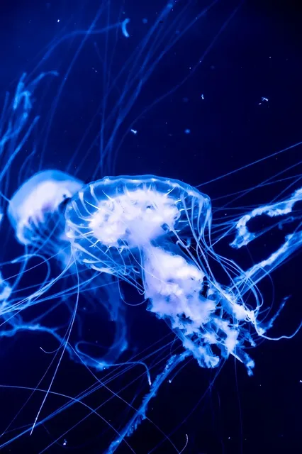 Aequorea Victoria: Can Bioluminescence Reveal Secrets Hidden in Deep Ocean Trenches?