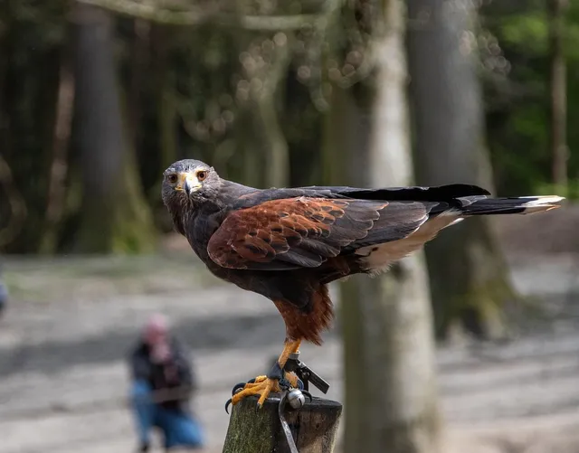 Hawk! Bird of Prey with Razor-Sharp Talons Takes Flight in Magnificent Swoops