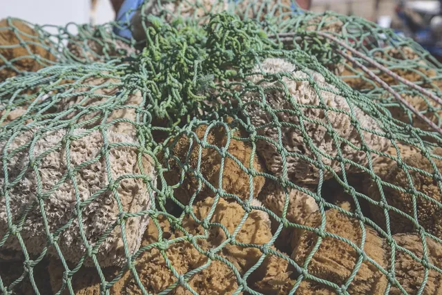  Heteromastus! Bir Deniz Kurdu Olabilmenin Yırtıcı Gururuyla Derinlere Daldık