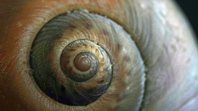  Abalone! Bir Deniz Salyangozu Olarak Görkemli Çıkıntıların Gizemli Dünyasına Yolculuk