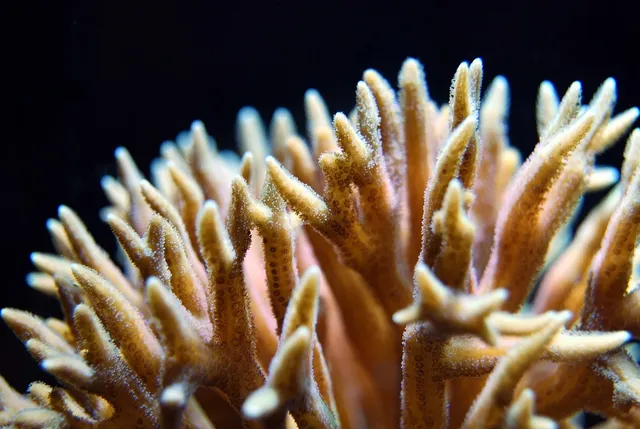  Elegance incarnate!  Elegant Coral thrives amidst vibrant coral reefs, showcasing intricate patterns reminiscent of nature's own tapestry