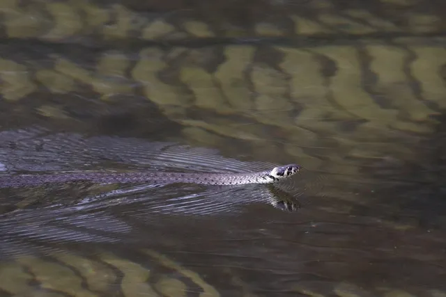  Vipera Trematoda:  Sürünen Bir Parazitin Gizemli Dünyası!