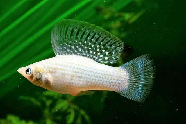  Velifera!  Bildiğiniz En Hızlı Yeryüzü Böceği ile Tanışın: Velifera'nın Gizemli Dünyası