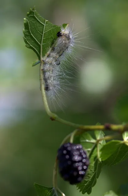  Tetrahymena: Küçük Bir Örgütlülük Devri, Suyun Gizli Şampiyonları!