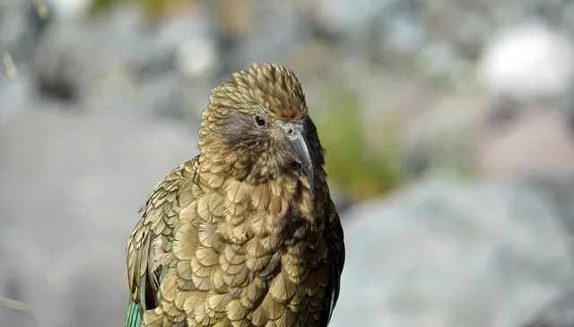  Lovebird!  A Colorful Charmer:  Unraveling the Secrets of these Pocket-Sized Parrots