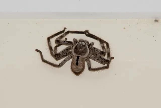 Huntsman!  An Arachnid Master of Speed and Stealth Lurking in Every Corner of Your Home
