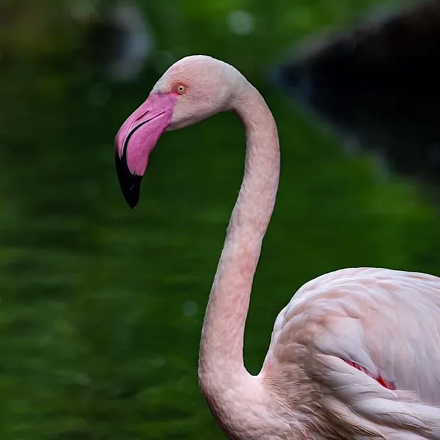  Flamingo:  Bir Şölen Gibi Renkli Tüyler ve Muhteşem Dans Gösterileriyle Doğanın En Zarif Oyuncularından!