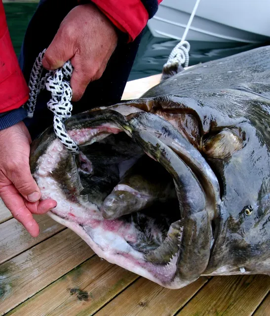  Halibut! Buğulu Derinliklerde Yatan Gizemli Bir Balık: Kendi Kendine Gömek Mümkün Mü?