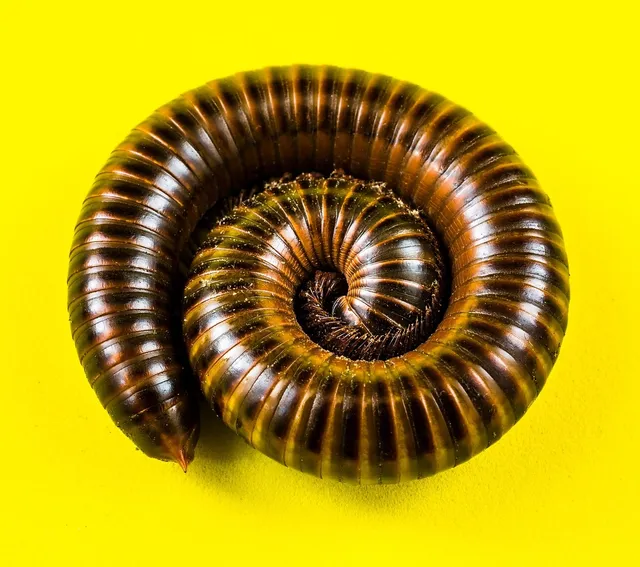 Okinawa Millipede! A Many-Legged Marvel That'll Leave You Mesmerized and Utterly Confused by its Unbelievable Locomotion
