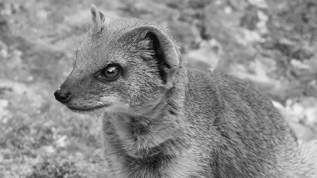  Fennek! Bir Çöl Tilkisinin Gizemli Dünyasına Yolculuk: Kumulların Üzerinde Dans Eden Küçük Bir Şehit