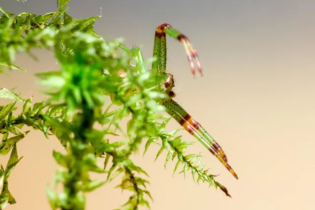  Xanthidae: Bu Olağanüstü Deniz Kabukluları Tüyler Ürpertici Bir Güzelliğe Sahip mi?