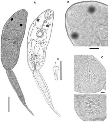  Allocreadium! A Masterful Parasite Adapting to Diverse Aquatic Environments