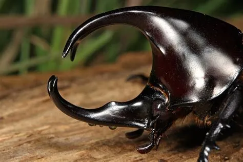  Rhinoceros Beetle: An Unexpectedly Powerful Jewel With Wings That Whisper Ancient Secrets!