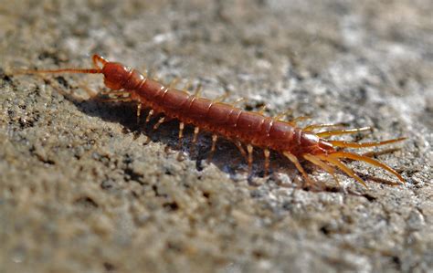  Centipede:  A Creature That Creeps in the Night and Hunts With Lightning Speed!