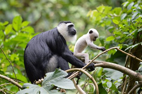  Colobus! Bir Yeni Dünya Primatiyle Tanışın: Akrobatik Beceriler ve Yaprakların Efendisi