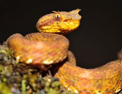  Eyelash Viper: This Shy Serpent Is a Master of Camouflage and Striking Beauty