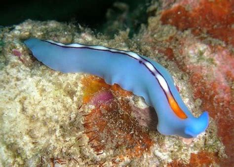  Free-Living Flatworm: A Tiny Marvel That Thrives in Freshwater and Marine Environments!