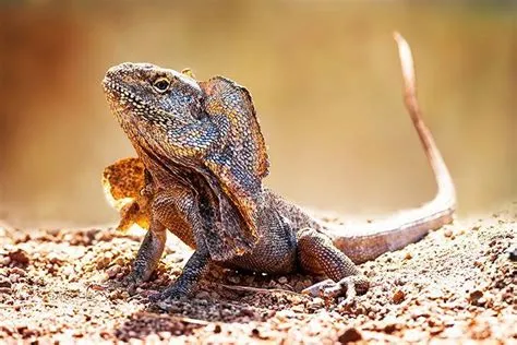 Frilled Lizard; An Agile Hunter With Striking Camouflage Abilities Hiding Amongst Its Dry Habitat!