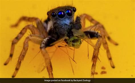  Jumping Spider:  Discover the Astonishing World of Miniature Acrobats Who Hunt with Eight Eyes!