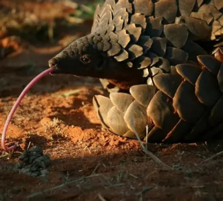  Pangolin! Discover The Curious Case Of This Scaly Anteater With A Unique Defensive Mechanism