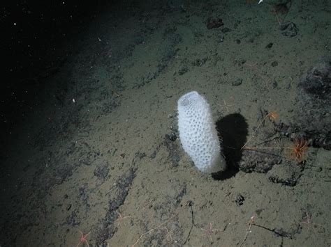  Quadraxea!  An Enigmatic Sponge That Displays Unconventional Feeding Strategies And Thrives In Deep-Sea Environments