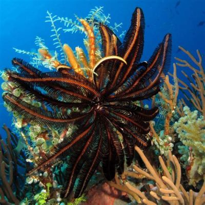  Queensland Featherstar: Discover the Beauty and Mystery of This Enigmatic Feather-Like Creature with Shimmering Tentacles!