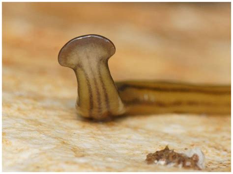  Quirked-Up Quandary: Discover the Quirky Lifestyles of the Quaint Quiriophagus Flatworm!