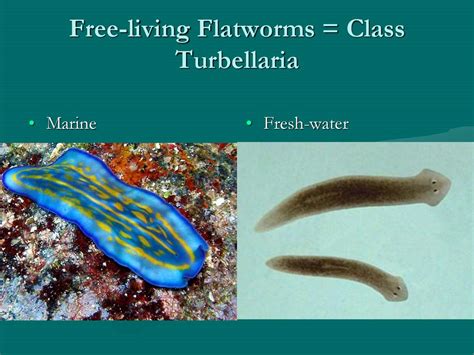  Ribbon Worm -  Discover the Fascinating World of these Tiny Free-Living Flatworms with Remarkable Regeneration Abilities!