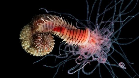  Worming Your Way into Knowledge: Discover the Weird and Wonderful World of the Worm-Like Polychaete Websterigyra!