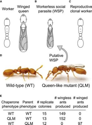  Xenocoelomorpha:  Can This Tiny Parasite Reveal Secrets About Animal Evolution?!