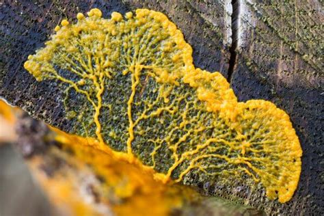  Yellowamoeba! A Tiny Protist That Makes Slime Molds Look Ordinary