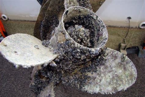  Zebra Mussel: Bir Deniz İstilası mı Yoksa Su Altında Gizli Bir Müzisyen mi?